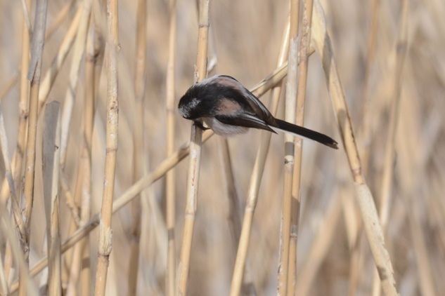 DSC_4629.JPG