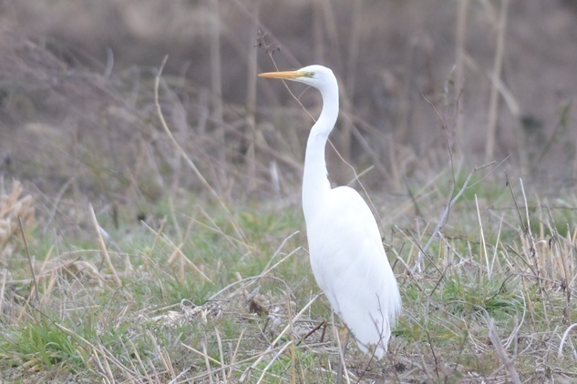 DSC_4634.JPG