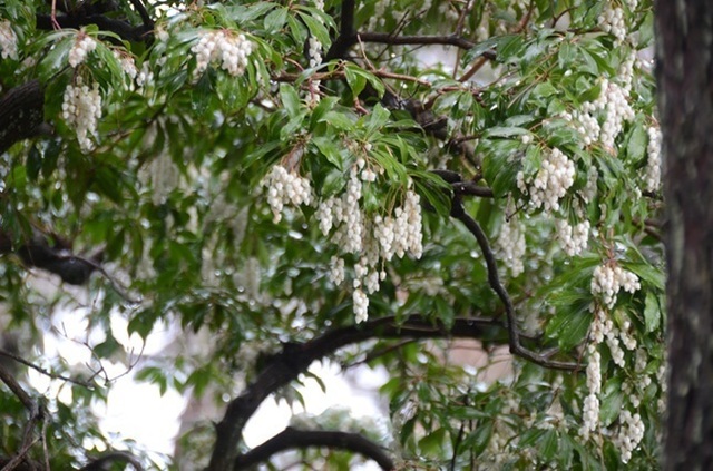 DSC_4689.JPG