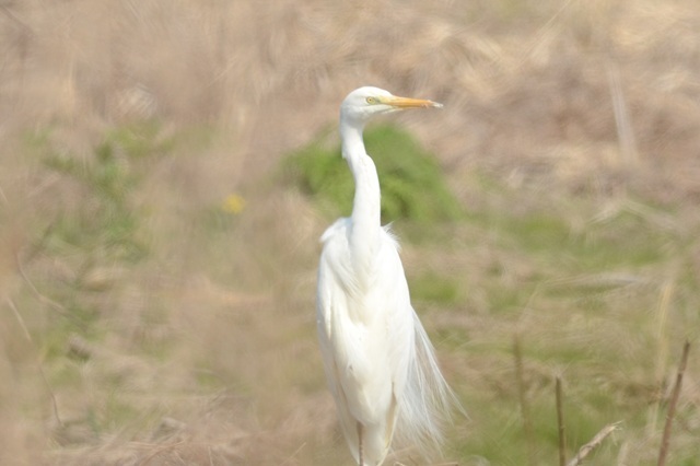 DSC_4748.JPG