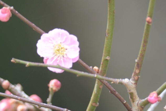 DSC_4821.JPG