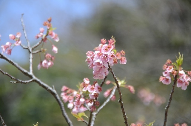 DSC_4847.JPG