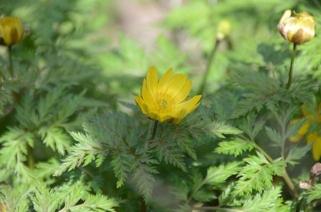 DSC_4853.JPG