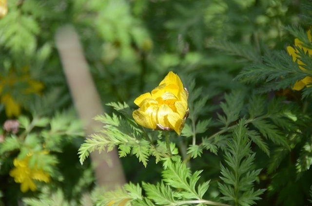 DSC_4854.JPG