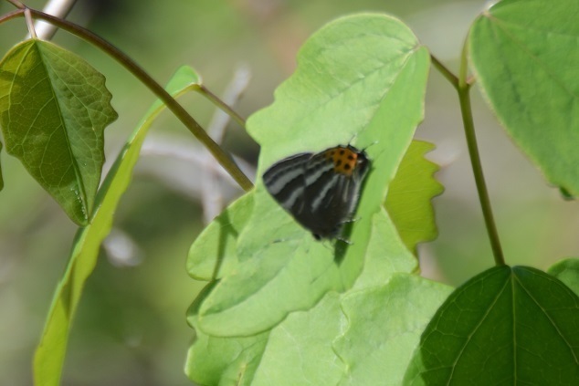 DSC_4987.JPG
