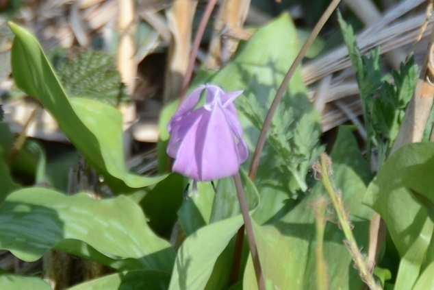 DSC_4988.JPG