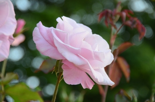DSC_5105.JPG