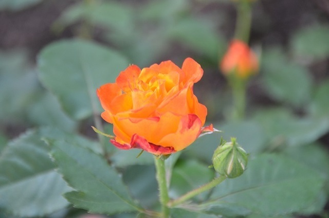 DSC_5108.JPG