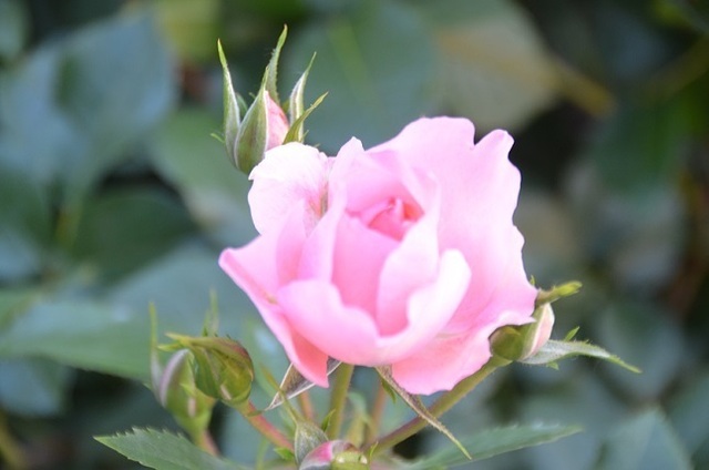 DSC_5109.JPG