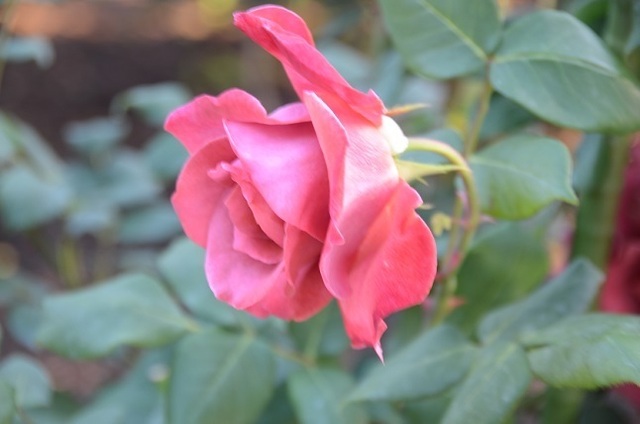 DSC_5110.JPG