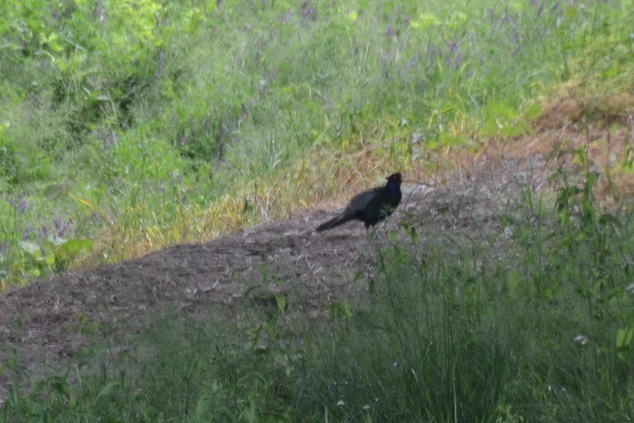 DSC_5137.JPG