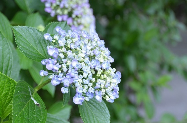 DSC_5216.JPG