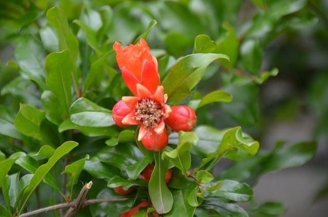 DSC_5231.JPG