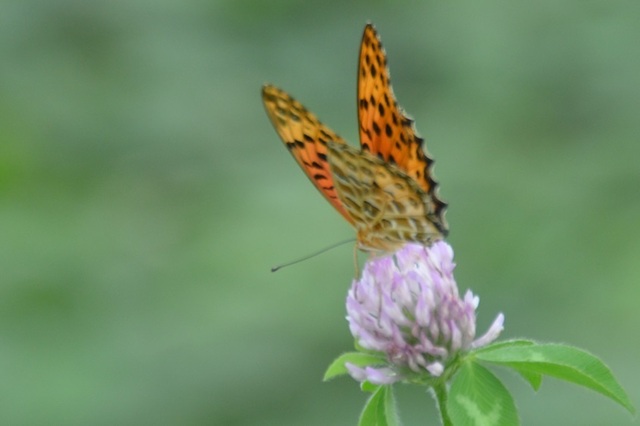 DSC_5593.JPG