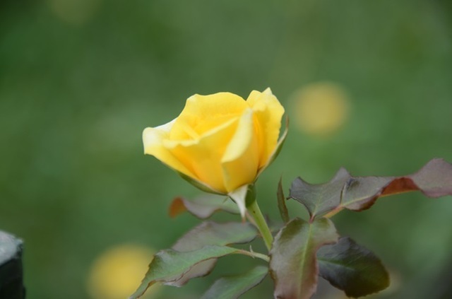 DSC_5684.JPG