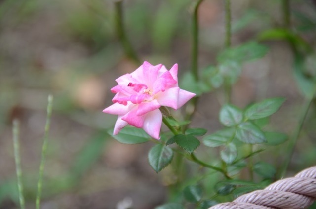 DSC_5685.JPG