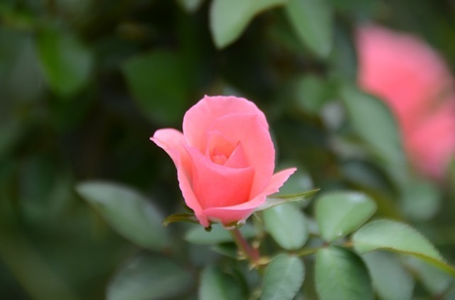 DSC_5686.JPG