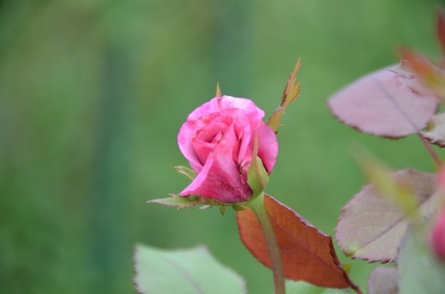 DSC_5688.JPG