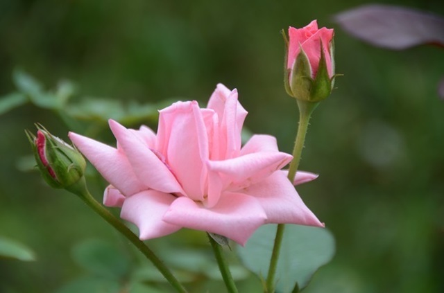 DSC_5690.JPG