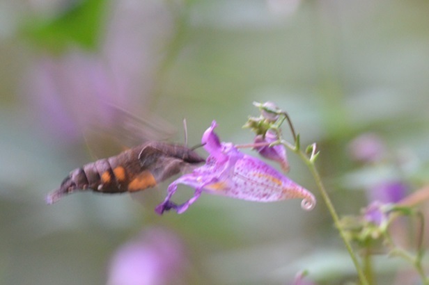 DSC_5731.JPG
