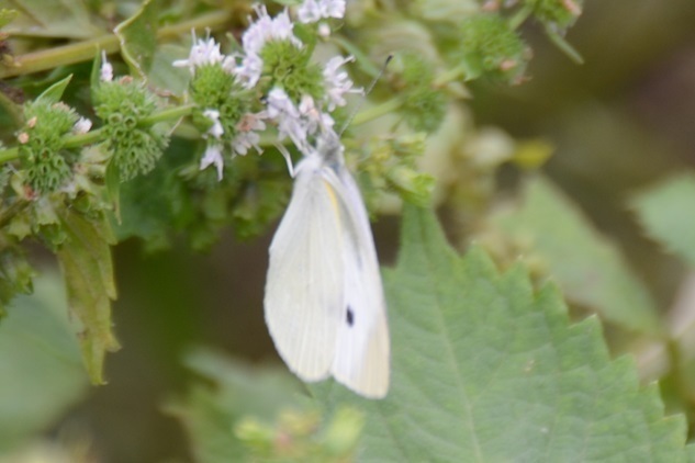 DSC_5772.JPG