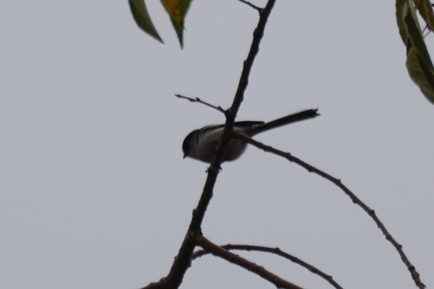 DSC_5778.JPG