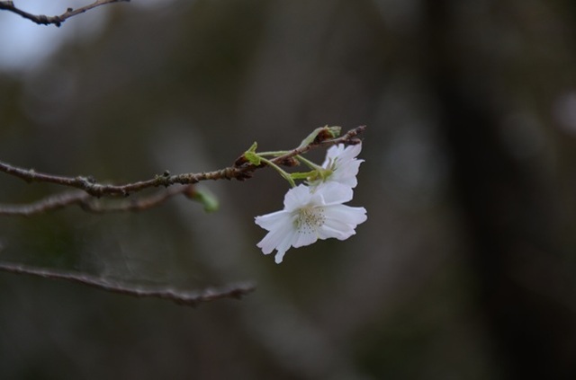 DSC_5865.JPG