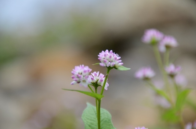 DSC_5903.JPG