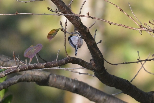 DSC_5988.JPG