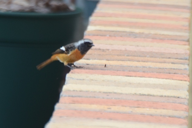 DSC_6007.JPG