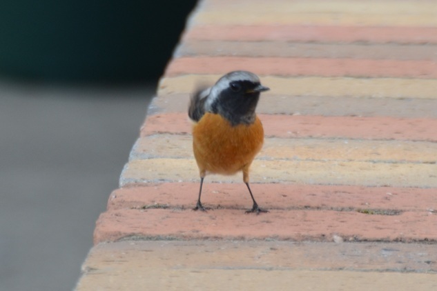 DSC_6009.JPG