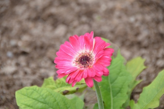 DSC_6031.JPG
