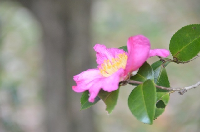 DSC_6050.JPG