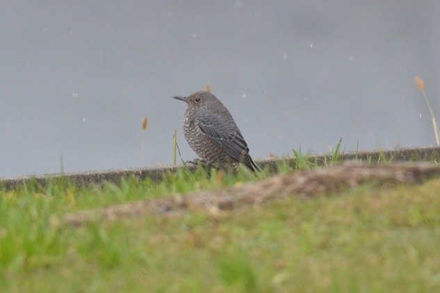 DSC_6126.JPG