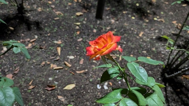 PXL_20241011_092338039.jpg