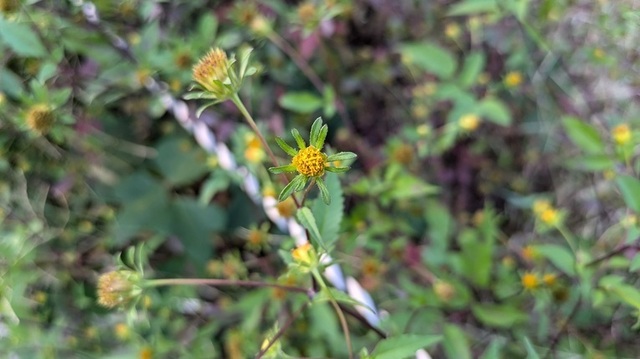 PXL_20241025_072442988.jpg